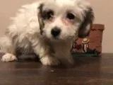 Ashley Female Cavachon
