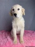 Willow Female English Cream Golden Retriever