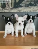 Beautiful Frenchton Puppies