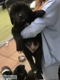 St. Bernard x Newfoundland Puppies for sale