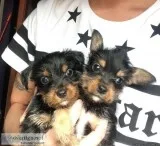 Giving away my yorkie puppy for 250