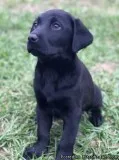 Silver factored charcoal lab puppies.