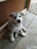 Alusky puppies for sale