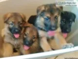 PURE BRED GERMAN SHEPARD PUPPIES