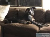 Adult Female Great Dane