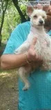 Schnauzer female