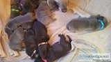 Daniff puppies