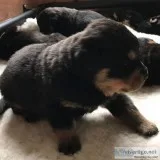 Fantastic litter of rottweiler puppies 