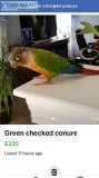 Green checked conure