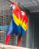 Lovely Pair of Scarlet Macaw Parrots for Sale