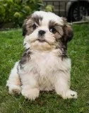 CRJOVF Cute of AKC registered SHIH TZU puppies