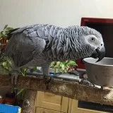 Male and Female African Grey Parrot for Sale