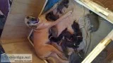 Daniff puppies