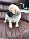 Pug puppies for sale