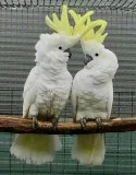 Cockatoo Parrot for sale