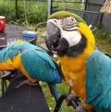 Lovely Pair of Blue and Gold Macaw Parrots for Sale