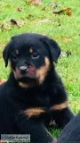 One Left - Rottweiler Puppy For Sale
