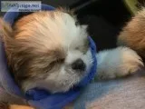 Shih Poo puppy