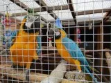 Beautiful and Talking Blue and gold Macaw