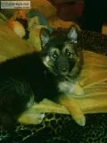 Shepherd wolf pup