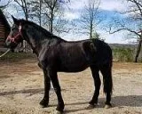 Isable is a Registered Frisian mare