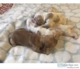 Cooker Spaniel puppies 750