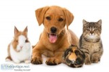 Urban Pet Store- Best Place for Raw Pet Food in Langley