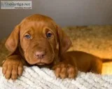 AKC VIZSLA  pups