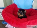 Extra Chaming Teacup Yorkie Puppies For Free Adoption