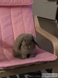 Lilac lops bunny (Young)