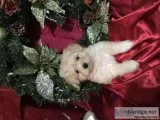 CavapooPom puppies ready for Christmas
