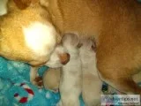Tiny Apple Head Chihuahua Puppies  AKC