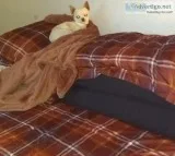 Young Female Apple Head Chihuahua