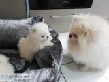 CKC Pomeranian puppies for sale (males and females)
