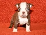 Boston Terrier puppies healthy FM available for sale