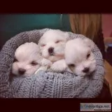 Maltese Puppies Re-Homing
