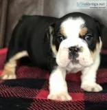English Bulldogs - Rare colors