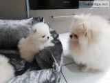 Super Rare Pure White Teacup Pomeranian
