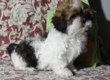 Shih tzu lola and walter looking for the perfect family to share