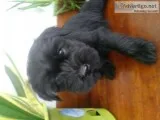 Standard schnauzer puppies