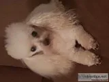 Dog groomer  Needed