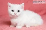 Adorable munchkin kitten for loving home