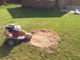 Stump Removal Specialists in Adelaide