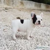 Good French Bulldog puppies looking for new home