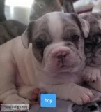 MERLE FRENCH BULLDOG PUPPIES