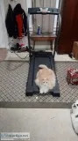 Long Hair Orange Cat