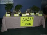 BONSAI TREES  Clearance Sale