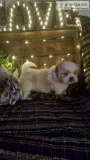 Harley Male Shih-Chon Teddy Bear