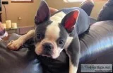 Top Class Male and Female Boston Terrier Available.