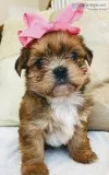 Shorkie babies